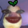 jeljellita