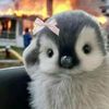 sal_pingwin
