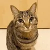 xepy2009