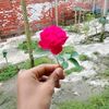 taskin.ahemid