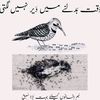 sadamkhani94