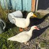 freakyducks1010