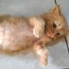 bsk.rangga65