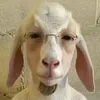 ?Xz¿