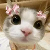 duyn.s.gin