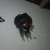 topannurarifin11