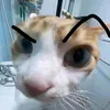hoanghaocaro
