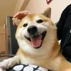 a hi hi