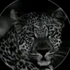 .marden.fcb
