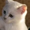 lubie_kaseokpa