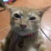 tu.caoanh
