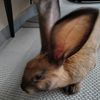 puricelthebunny