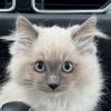 Penelope The Ragdoll
