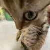 .privvmay