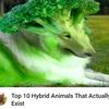 vinnydacoolerasian