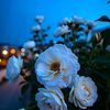 trylex_21