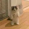 supapit_15