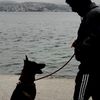 atesmaligator