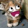 katya_t2t