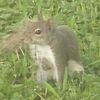 thesquirrelcatman