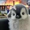 pinginsky