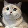 catloveronthego