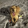 peanuthegoldenone