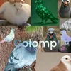 golomp169