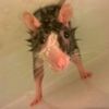 ricky_therat