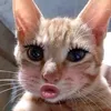 cunboonq