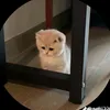 bunnydanceteam1