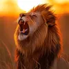 animal_fighting3