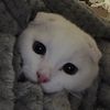 urluvvtsuki