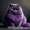 pipidastr364