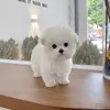 l_anh_256