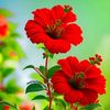 kamal.shariff