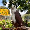 Jakarta Bird Land 🦅