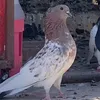 ✅ زعيم ابن الشايب ✅