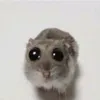 lavruyimqup
