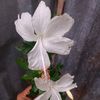 sume2429