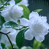 hnin.ei.khaing5189