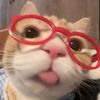 cikaa_katanyaa