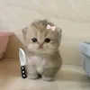 aliah.mamoransing6