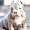 thea_bully