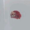 fishncat_