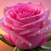 .sadu211