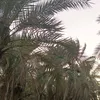 ah_ow5