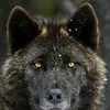 wolfface1