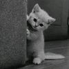 pisho.gak_