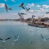 samra.dijlah